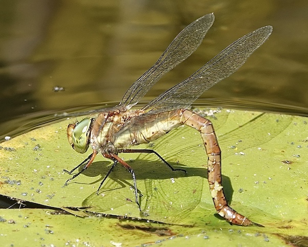 Norfolk hawker